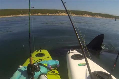 Watch Great White Tests Kayak Anglers Nerves