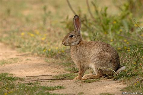 European Rabbit - Oryctolagus cuniculus - Claude Ruchet - Wildlife ...