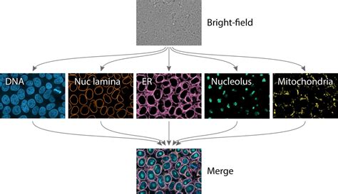 Extracting Multiple Cellular Structures From Single Bright Field