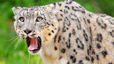 Wallpaper Snow leopard hunting 1920x1200 HD Picture, Image