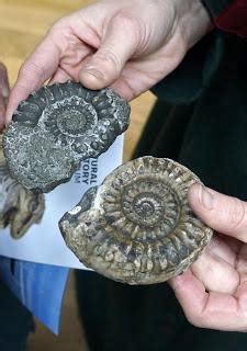 MARY ANNING's Amazing Fossils at the Natural History Museum, London - Paperblog