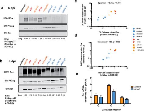 Analysis Of Cell Associated HIV 1 Env Expression In SHIV Infected