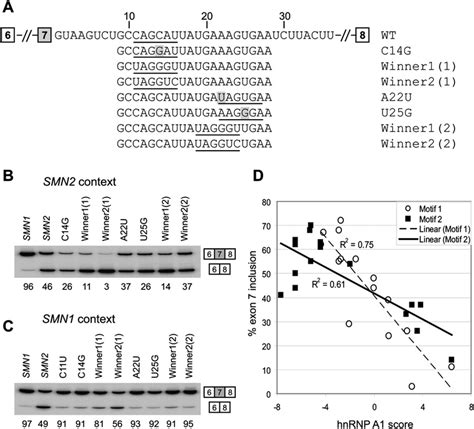 Effect Of Improving The Hnrnp A1a2 Motifs In The Intron 7 Iss On Exon