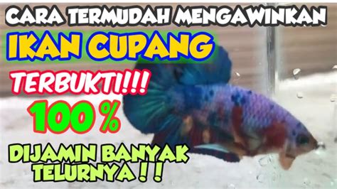 CARA MENGAWINKAN IKAN CUPANG SANGAT GAMPANG DIJAMIN TELURNYA BANYAK