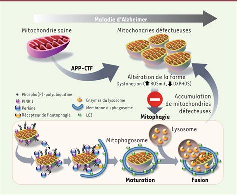 Dysfonction mitochondriale et défaillance de la mitophagie dans la