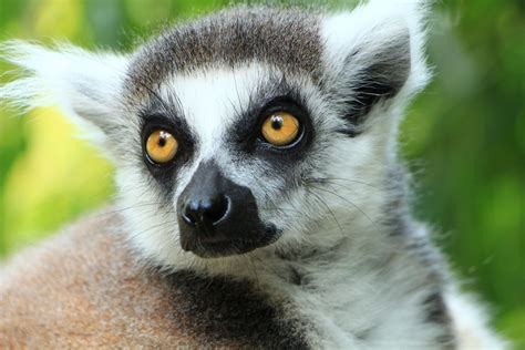 300+ Perfect Lemur Names for Your Lemur Pal - KnowsName