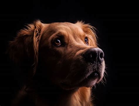 Dog Stock Photos 15 Amazing Images