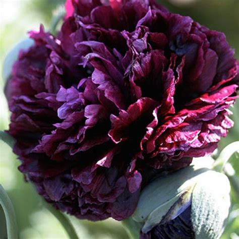 10 Rare Seeds Muti Color Mix Peony Seeds Authentic Etsy