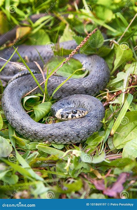 Snake 库存图片 图片 包括有 本质 爬行动物 原野 详细资料 宏指令 关闭 水生 食肉动物 101869197