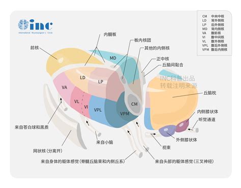 丘脑胶质瘤手术后遗症有哪些？手术这样做，可有效规避术后并发症医生肿瘤术后手术丘脑 健康界