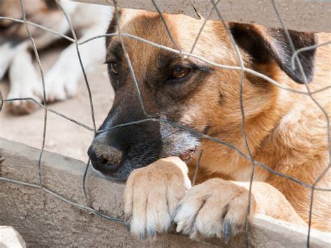 Quel Comportement Adopter Avec Un Chien De Refuge