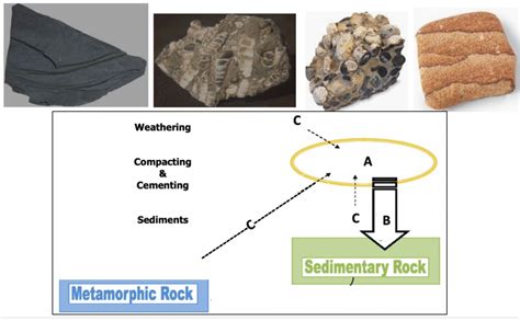 4: Diagram: Sedimentary Rocks Diagram | Quizlet