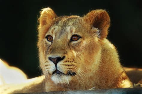 K K Lions Glance Snout Hd Wallpaper Rare Gallery