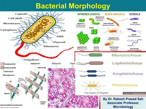 Bacterial Morphology Ppt