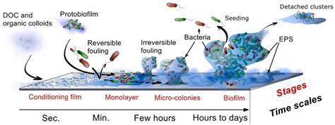 Polymers Free Full Text Advancing Strategies Of Biofouling Control