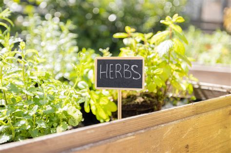 Top 7 Growing Herbs From Seed Your Guide To Herb Gardening