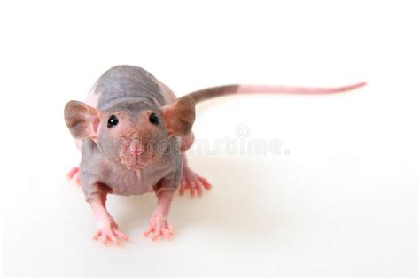Naked Rat Stock Photo Image Of Whisker Bald Breed Naked 3456148