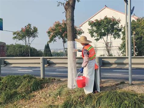 德清禹越：树木涂白穿新衣 防寒健康过寒冬