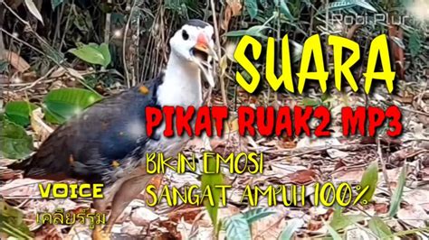 Suara Burung Ruak Ampuh Untuk Pikat Robiplur Youtube