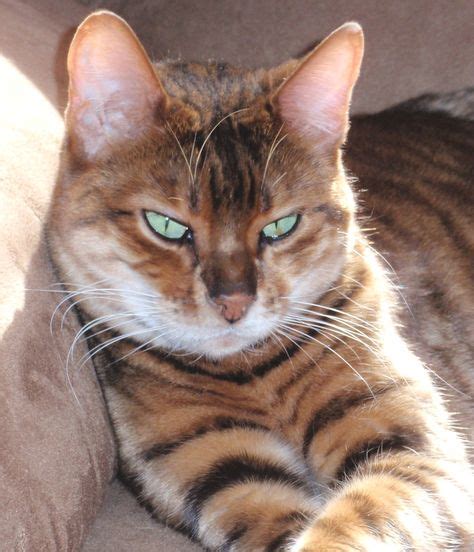 10 Toyger cats ideas | toyger cat, cats, bengal cat