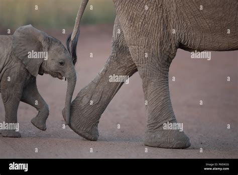 Elephant mother and Calf Stock Photo - Alamy