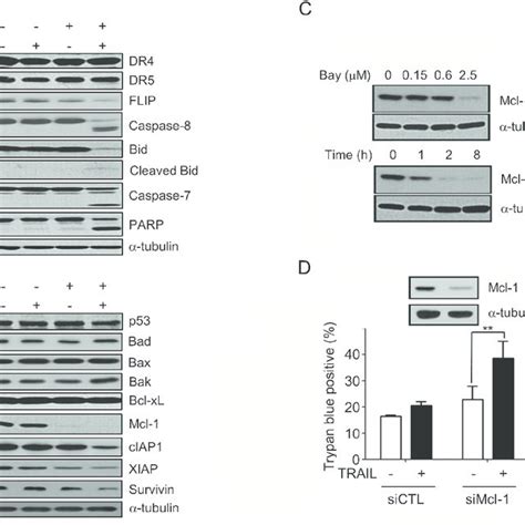 Bay 613606 Induced Ubiquitin Dependent Degradation Of Mcl 1 By ERK