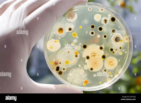 Colonies Of Different Bacteria And Mold Fungi Cultivated From Indoor