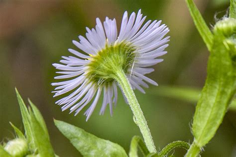 Minnesota Seasons Annual Fleabane