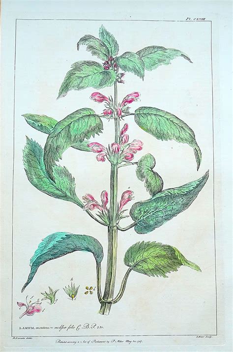 Antique Botanical Print LAMIUM, DEAD NETTLE P.Miller original vintage