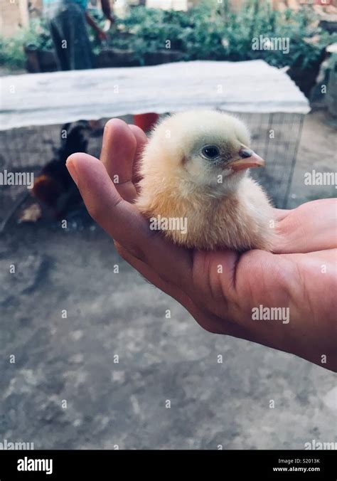 Pollo Bebé Hi Res Stock Photography And Images Alamy