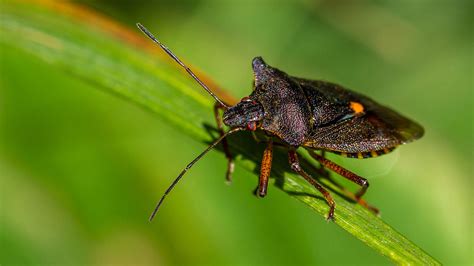 Forest Bug Pentatoma Rufipes British Bugs Woodland Trust