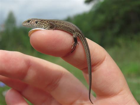 Lézard Reptiles La Photo gratuite sur Pixabay Pixabay