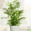 Lot De Palmiers Nains D Int Rieur Chamaedorea Elegans Groupon