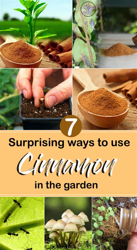 7 Surprising Ways To Use Cinnamon In The Garden Garden Benefits Of