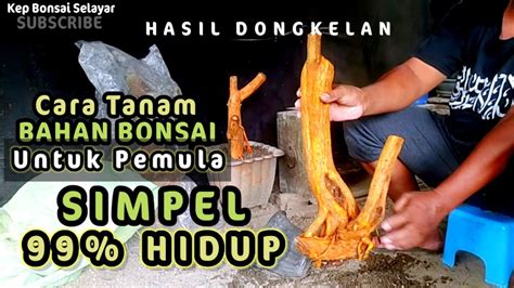 Cara Menanam Bahan Bonsai Hasil Dongkelan Kepbonsaiselayar1078 YouTube