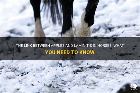 The Link Between Apples And Laminitis In Horses What You Need To Know