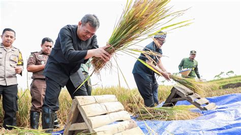 Ratusan Hektare Sawah Di Purwakarta Awali Panen Raya Amankan