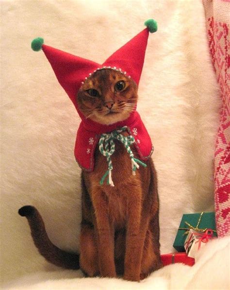 Kittens’ Christmas Outfits – 25 Christmas Costumes For Cats