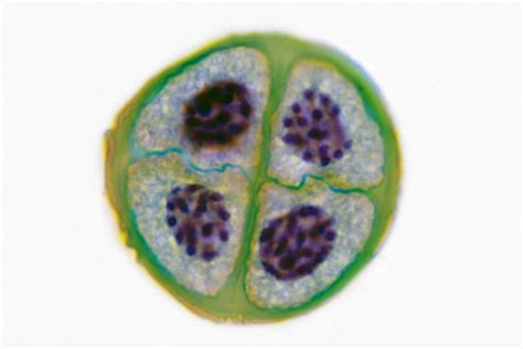 Sex Cells Anatomy And Production