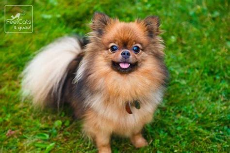 Pomerania 15 Cosas Que No Sabes Del Perro Toy Feelcats