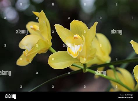 Yellow Flowers Of Cymbidium Orchid Stock Photo Alamy