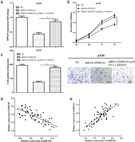 SNHG20 Regulated Cells Growth Mobility And Induced Apoptosis Via