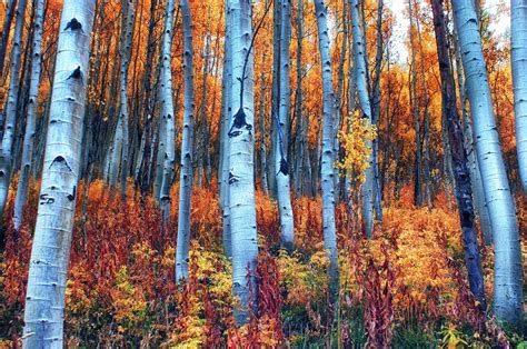 Осенний лес: 27 фотографий — Российское фото
