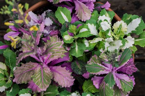 Purple Cabbage Flower