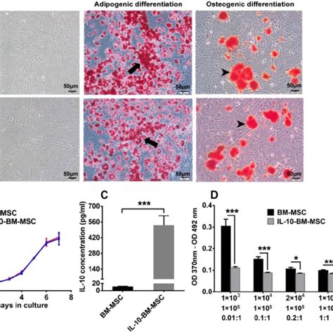 Characterization Of IL 10 BM MSCs A The Morphology Of BM MSCs And