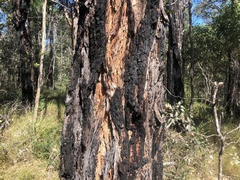 Broad Leaved Ironbark Subspecies Eucalyptus Fibrosa Fibrosa · Inaturalist