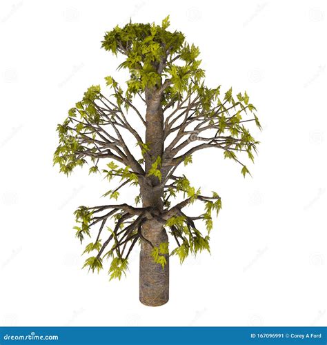 Bunya Bunya Tree Stock Illustration Illustration Of Rainforest 167096991