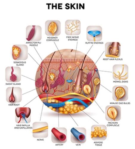 Unit 9 The Integumentary System Flashcards Quizlet