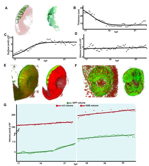 Figures And Data In Stretching Of The Retinal Pigment Epithelium