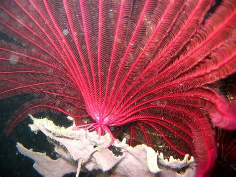 8+ Free Crinoid & Paleozoic Photos - Pixabay